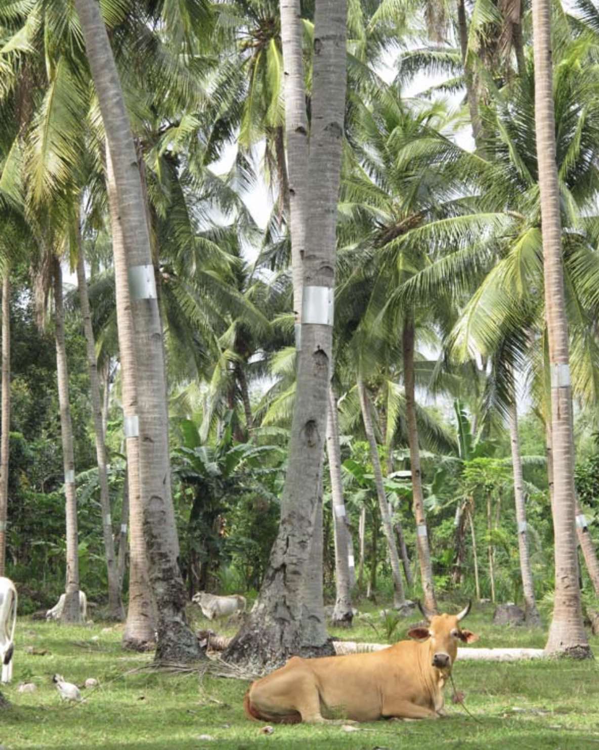 Животные среди пальм